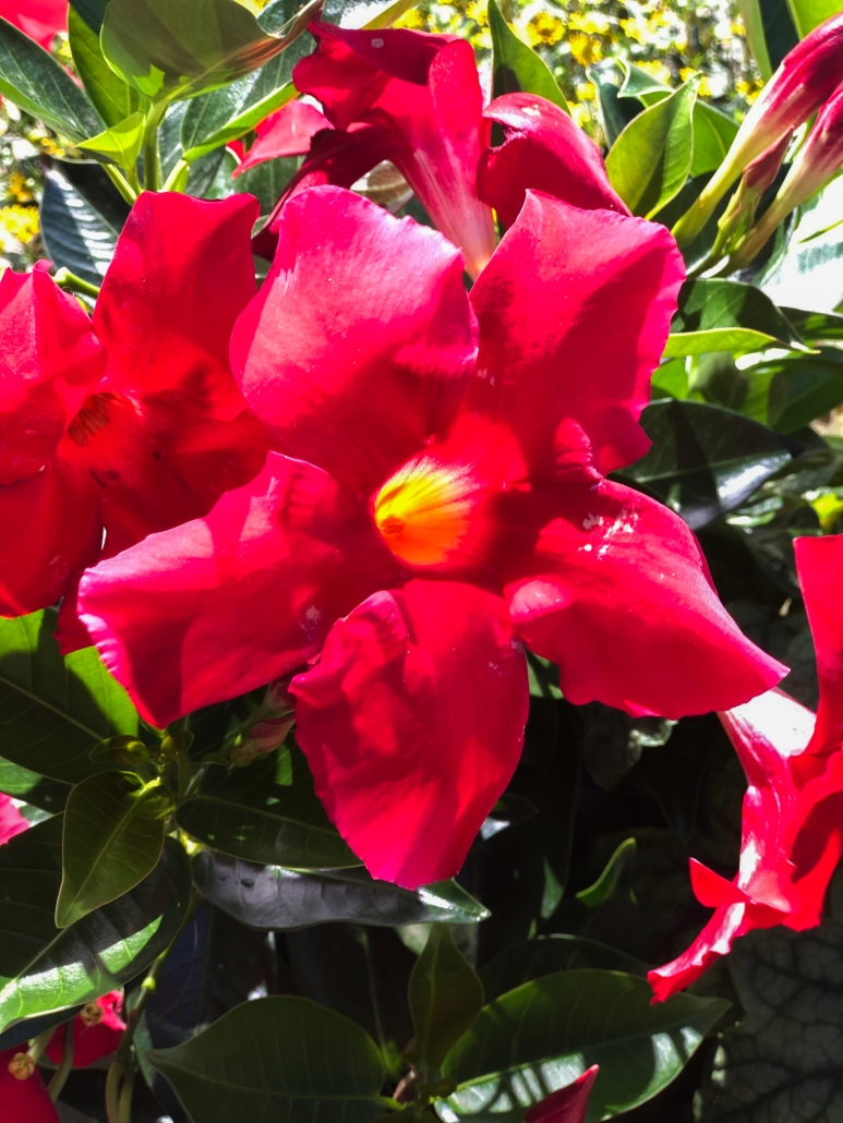 Großbl"utrige rote Blume