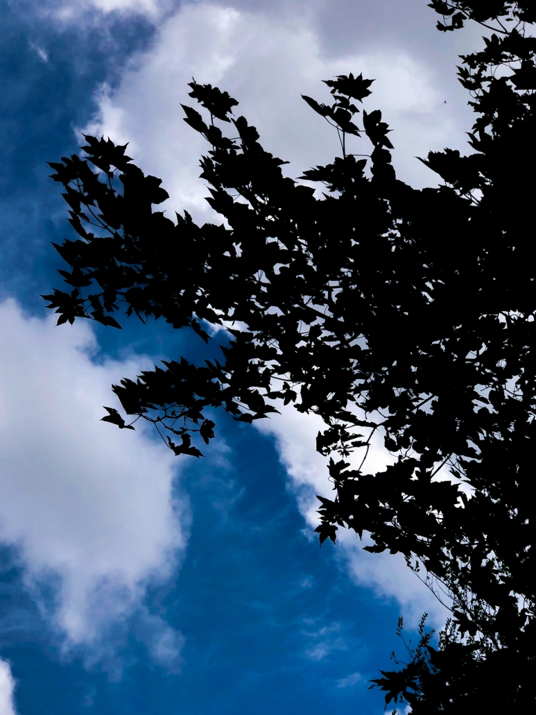 Blätter eines Baumes von unten mit blauem Himmel und Wolken im Hintergrund