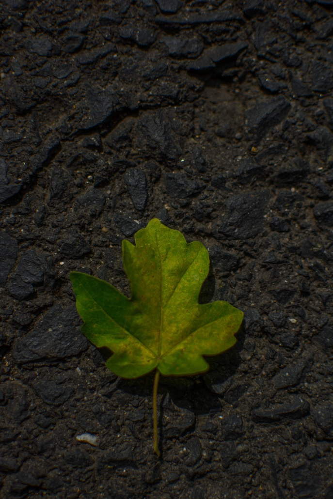Ein grünes Ahornblatt auf schwarzem Asphalt